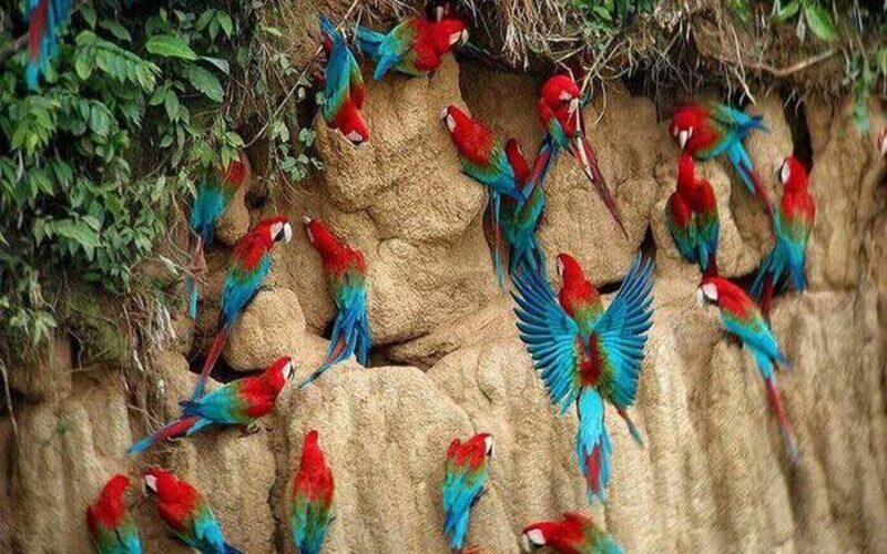 Macaws in the Amazon Jungle Rainforest
