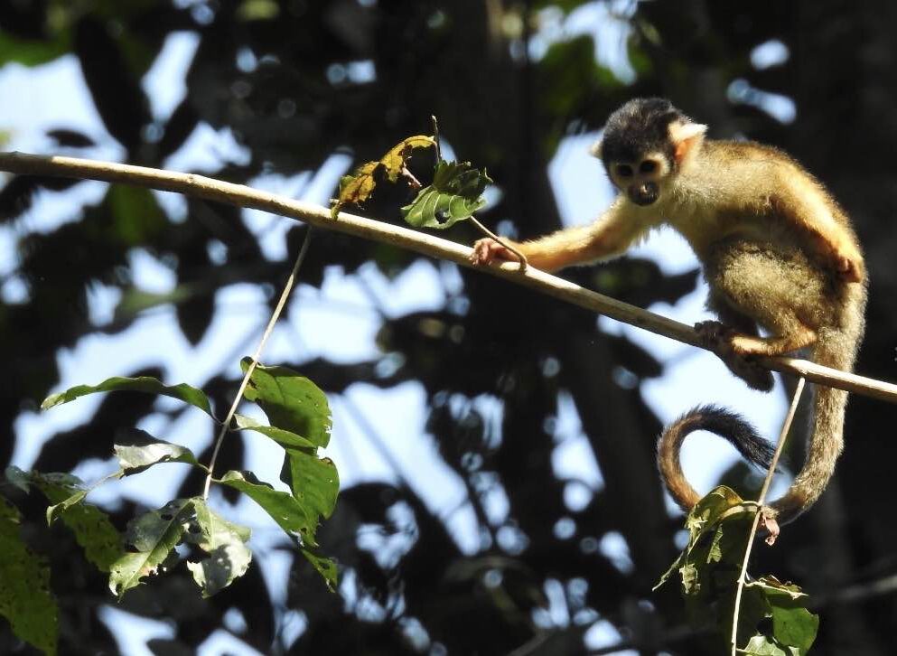 Manu National Park