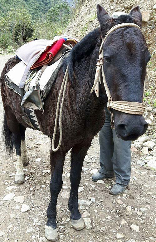 Loco Horse